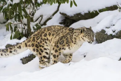 Snow Leopard Gracefully Navigates Nature Wallpaper 4K 2048x1365 A, Snow, Leopard, Gracefully, Navigates, Snowy, Landscape, Surrounded, Rocks, Greenery, Captured, High-definition, White, Ultrawide, Full HD