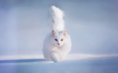 Graceful White Cat Animals Wallpaper 4K 1920x1200 A, Graceful, White, Cat, With, Striking, Yellow, Eyes, Walks, Confidently, Across, Soft, Gray, Ultrawide, Full HD