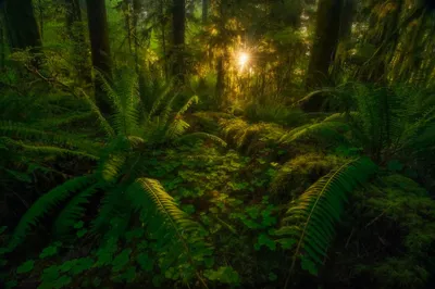 Moody Lush Wallpaper Nature Wallpaper 4K 2048x1366 Lush, Tropical, Rainforest, With, Vibrant, Ferns, And, Rich, Greenery, Illuminated, Warm, Sunbeam, Brown, Orange, Landscape, Full HD