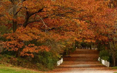 Serene Pathway Shaded Vibrant Nature Wallpaper 4K 1920x1200 A, Serene, Pathway, Shaded, By, Vibrant, Fall, Foliage, Trees, Adorned, Rich, Orange, Brown, Ultrawide, Full HD