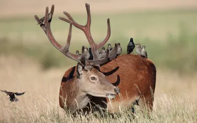 Calm Deer Wallpaper Animals Wallpaper 4K 1920x1200 Hd, Pc, Desktop, Wallpaper, Showing, A, Deer, Lying, Field, Several, Birds, Perched, Gray, Ultrawide, Full HD