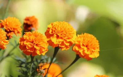 Calm Vibrant Wallpaper Nature Wallpaper 4K 1680x1050 A, Vibrant, Close-up, Of, Marigold, Flowers, With, Bright, Orange, Petals, Set, Against, Purple, Ultrawide