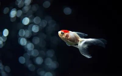 Vibrant Close Wallpaper Abstract Wallpaper 4K 2560x1600 A, Close-up, Of, Goldfish, Swimming, Gracefully, In, Aquarium, Set, Against, Backdrop, Shimmering, White, Gray, Ultrawide, QHD