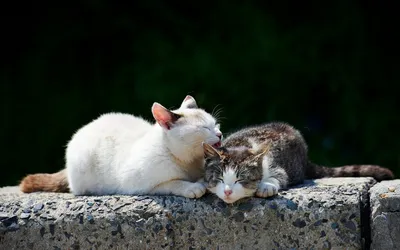 Vivid Two Wallpaper Wallpaper 4K, Animals category