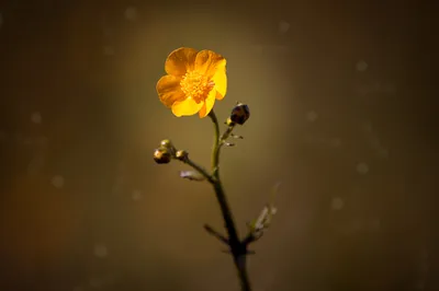 Vivid Buttercup Wallpaper Abstract Wallpaper 4K 2000x1333 Buttercup, Scientific, Name, Ranunculus, Brown, Yellow, Ultrawide, Full HD