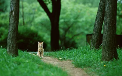 Orange Cat Walking Along Nature Wallpaper 4K 1920x1200 Hd, Pc, Desktop, Wallpaper, Featuring, An, Orange, Cat, Walking, Along, Narrow, Path, Brown, Ultrawide, Full HD