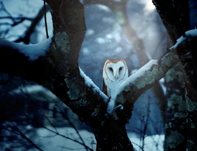 Vivid Winter Wallpaper Wallpaper 4K, Animals category
