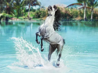Bold Water Wallpaper Animals Wallpaper 4K 4000x3000 Water, Splash, Animal, Horse, Hd, Desktop, Wallpaper, White, Landscape, 4k