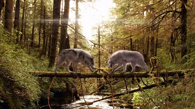 Serene Two Wallpaper Nature Wallpaper 4K 1920x1080 Two, Wolves, Traverse, A, Fallen, Log, Over, Serene, Stream, Surrounded, Lush, Forest, White, Ultrawide, Full HD
