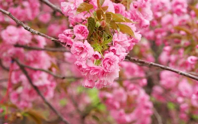 Vibrant Pink Blossoms Tree Branches Nature Wallpaper 4K 1920x1200 Hd, Pc, Desktop, Wallpaper, Featuring, Vibrant, Pink, Blossoms, Tree, Branches, Showcasing, Beauty, Ultrawide, Full HD