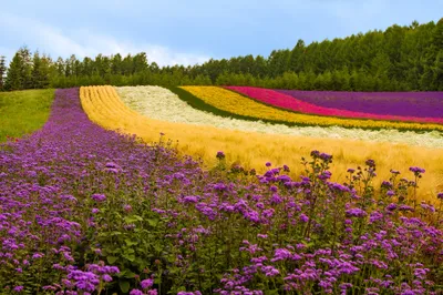 Dark Vibrant Wallpaper Nature Wallpaper 4K 2048x1366 Vibrant, Flower, Fields, With, Purple, Yellow, And, Pink, Blooms, Under, Clear, Sky, White, Landscape, Full HD