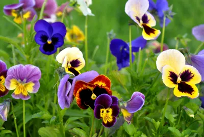 Crisp Vibrant Wallpaper Nature Wallpaper 4K 4167x2806 A, Vibrant, Cluster, Of, Pansy, Flowers, In, Various, Colors, Blooms, Against, Lush, Brown, Landscape, 4k