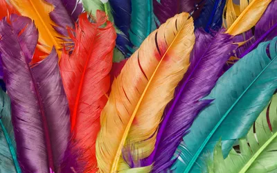 Colorful Feathers Close Abstract Wallpaper 4K 1920x1200 Colorful, Feathers, Close-up, For, Hd, Desktop, Wallpaper, Gray, Orange, Ultrawide, Full HD