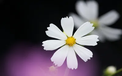 Close White Flower Yellow Center Nature Wallpaper 4K 1920x1200 Hd, Pc, Desktop, Wallpaper, Featuring, A, Close-up, Of, White, Flower, Yellow, Center, Ultrawide, Full HD