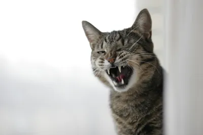 Tabby Cat Mid Animals Wallpaper 4K 3504x2336 Tabby, Cat, Mid-meow, With, Mouth, Open, And, Visible, Teeth, Soft, Blurred, Quad, White, Landscape, QHD