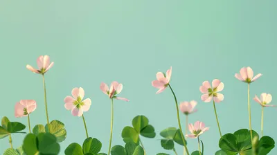 Delicate Pink Flowers Nature Wallpaper 4K 2912x1632 Hd, Wallpaper, Of, Delicate, Pink, Flowers, And, Green, Clover, Leaves, Against, Soft, Gray, Ultrawide, QHD