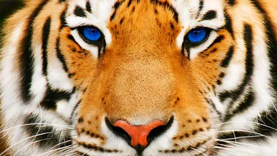 Close Tiger Face Animals Wallpaper 4K 1920x1080 A, Striking, Close-up, Of, Tiger's, Face, Showcasing, Tiger, 039, Vivid, Orange, Fur, White, Ultrawide, Full HD