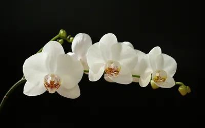 Vibrant Close Wallpaper Black/Dark Wallpaper 4K 1920x1200 A, Close-up, Of, Elegant, White, Orchids, Against, Black, Showcasing, Their, Delicate, Beauty, Gray, Ultrawide, Full HD