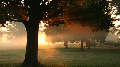 Moody Serene Wallpaper Nature Wallpaper 4K 1920x1080 A, Serene, Nature, Scene, Featuring, Trees, Bathed, In, Soft, Sunlight, Mist, Gently, Brown, Purple, Ultrawide, Full HD