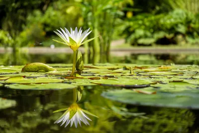 Moody Serene Wallpaper Nature Wallpaper 4K 4896x3264 A, Serene, Hd, Desktop, Wallpaper, Showing, White, Water, Lily, Full, Bloom, Reflecting, Brown, Landscape, 4k