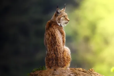 Moody Lynx Wallpaper Abstract Wallpaper 4K 2048x1366 Hd, Pc, Desktop, Wallpaper, Featuring, A, Lynx, Sitting, Rock, Blurred, Green, Yellow, Pink, Gray, Landscape, Full HD