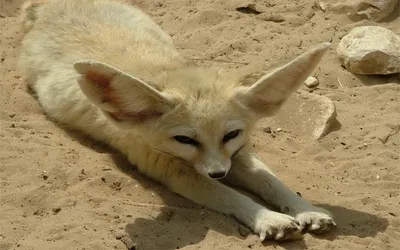 Fennec Fox Stretches Animals Wallpaper 4K 1920x1200 A, Fennec, Fox, Stretches, On, Sandy, Ground, Showcasing, Large, Ears, Soft, Fur, Gray, Ultrawide, Full HD
