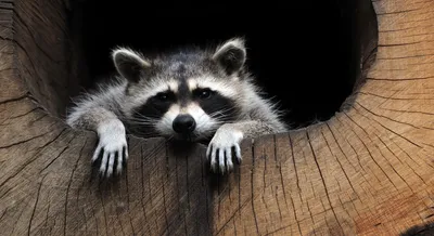 Dreamy Raccoon Wallpaper Black/Dark Wallpaper 4K 1981x1080 Hd, Pc, Wallpaper, Showing, A, Raccoon, Peeking, Out, Inside, Hollow, Tree, Trunk, Brown, Gray, Ultrawide, Full HD
