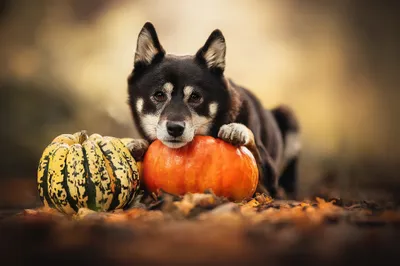 Calm Dog Wallpaper Animals Wallpaper 4K 2048x1365 Hd, Desktop, Wallpaper, Of, A, Dog, Resting, Its, Head, Orange, Pumpkin, Next, White, Ultrawide, Full HD