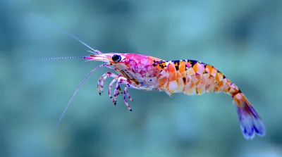 Vibrant Colorful Shrimp Abstract Wallpaper 4K 4128x2304 Vibrant, Colorful, Shrimp, Captured, In, Stunning, Detail, Against, Soft, Aquatic, Showcasing, Marine, Gray, Ultrawide, 4k