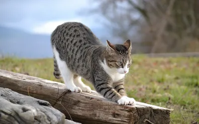 Serene Sleek Wallpaper Animals Wallpaper 4K 2560x1600 A, Sleek, Cat, Stretches, Playfully, On, Log, Surrounded, Lush, Greenery, Scenic, Captured, White, Ultrawide, QHD