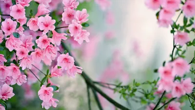 Vibrant Branch Wallpaper Nature Wallpaper 4K 5120x2880 Hd, Desktop, Wallpaper, Featuring, A, Branch, Of, Vibrant, Pink, Flowers, Full, Bloom, White, Gray, Ultrawide, 4k