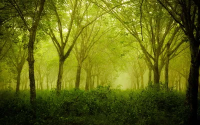 Lush Green Forest Tall Trees Nature Wallpaper 4K 2560x1600 Lush, Green, Forest, Scene, With, Tall, Trees, And, Gentle, Mist, Creating, Serene, Orange, Brown, Ultrawide, QHD