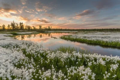 Crisp Serene Wallpaper Nature Wallpaper 4K 1920x1280 A, Serene, Landscape, Featuring, River, Surrounded, By, Fields, White, Flowers, Set, Against, Gray, Full HD