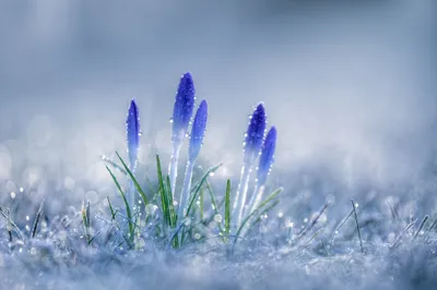 Close Vibrant Blue Nature Wallpaper 4K 2000x1333 Close-up, Of, Vibrant, Blue, Crocus, Flowers, Emerging, From, Dew-kissed, Grass, Featuring, Dreamy, Gray, White, Ultrawide, Full HD