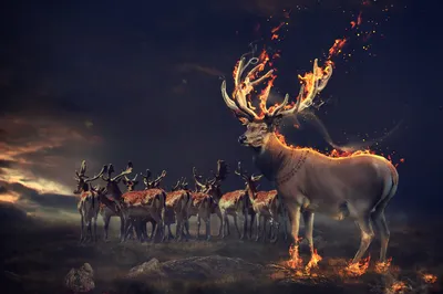 Vibrant Majestic Wallpaper Animals Wallpaper 4K 2953x1965 Hd, Desktop, Wallpaper, Featuring, A, Majestic, Fantasy, Deer, Flame-covered, Antlers, Standing, Proudly, Brown, Orange, Ultrawide, QHD
