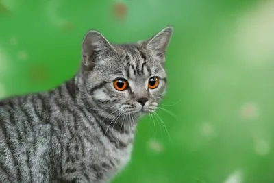 Animal Cat Animals Animals Wallpaper 4K 1920x1280 Animal, Cat, Hd, Desktop, Wallpaper, Background, Image, Brown, Gray, Landscape, Full HD