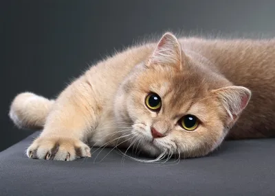 Animal Cat Animals Animals Wallpaper 4K 2000x1429 Animal, Cat, Hd, Desktop, Wallpaper, Background, Image, Gray, White, Landscape, Full HD