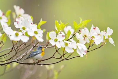 Sleek Flower Wallpaper Animals Wallpaper 4K 2048x1365 Flower, Animal, Bird, Hd, Desktop, Wallpaper, Background, White, Gray, Ultrawide, Full HD