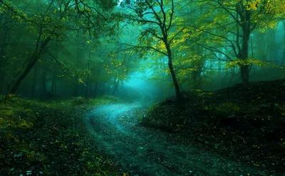 Misty Foggy Wallpaper Nature Wallpaper 4K 2560x1584 A, Foggy, Forest, Surrounds, Winding, Dirt, Road, Trees, Displaying, Lush, Green, Foliage, Orange, Brown, Ultrawide, QHD