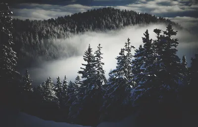 Bold Foggy Wallpaper Nature Wallpaper 4K 2656x1707 A, Foggy, Winter, Forest, Scene, With, Snow-covered, Trees, Distant, Mountain, Captured, White, Gray, Ultrawide, QHD