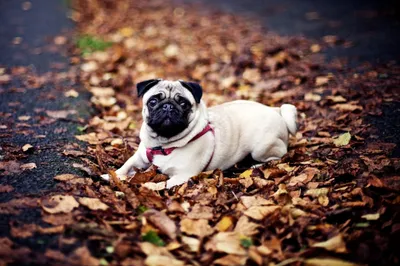 Pug Lying Covered Autumn Nature Wallpaper 4K 2000x1333 Hd, Desktop, Wallpaper, Featuring, A, Pug, Lying, On, Path, Covered, Autumn, Leaves, White, Brown, Ultrawide, Full HD