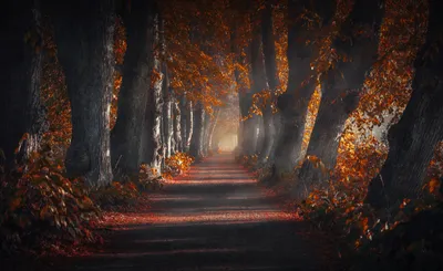 Serene Tree Lined Adorned Nature Wallpaper 4K 3363x2063 A, Serene, Tree-lined, Road, Adorned, With, Vibrant, Fall, Foliage, Creates, Stunning, Nature, Brown, Ultrawide, QHD