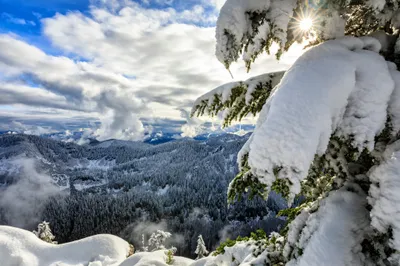 Misty Panoramic Wallpaper Nature Wallpaper 4K 2048x1365 Panoramic, Hd, Pc, Desktop, Wallpaper, Snow-laden, Evergreen, Branch, Foreground, Overlooking, Winter, Forest, White, Ultrawide, Full HD