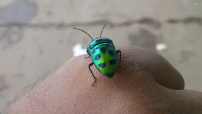 Vibrant Animal Wallpaper Animals Wallpaper 4K 2560x1440 Animal, Beetle, Hd, Desktop, Wallpaper, Background, Image, Gray, Ultrawide, QHD