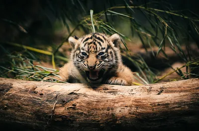 Young Tiger Cub Stripes Playfully Animals Wallpaper 4K 1920x1272 A, Young, Tiger, Cub, With, Striking, Stripes, Playfully, Emerges, Behind, Log, Surrounded, Gray, Brown, Ultrawide, Full HD