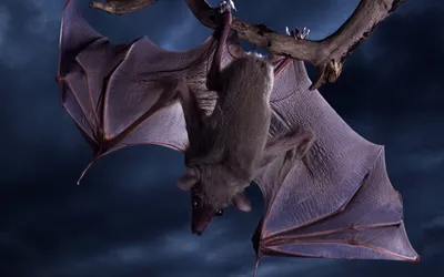 Vibrant Bat Wallpaper Black/Dark Wallpaper 4K 1920x1200 Hd, Desktop, Wallpaper, Of, A, Bat, Hanging, Upside, Down, Branch, Against, Dark, Gray, Ultrawide, Full HD