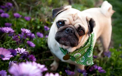 Radiant Cute Wallpaper Nature Wallpaper 4K 1920x1200 Hd, Desktop, Wallpaper, Featuring, A, Cute, Pug, Wearing, Green, Patterned, Scarf, Standing, White, Ultrawide, Full HD