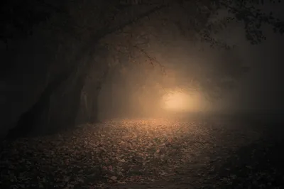Foggy Forest Night Fall Nature Wallpaper 4K 2048x1366 Hd, Pc, Desktop, Wallpaper, Of, A, Foggy, Forest, Path, Night, Fall, Fallen, Brown, Gray, Landscape, Full HD