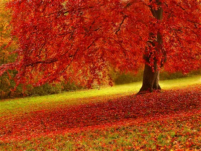 Vivid Vibrant Wallpaper Cars Wallpaper 4K 1440x1080 Hd, Pc, Desktop, Wallpaper, Showcasing, A, Vibrant, Fall, Scene, Large, Tree, Covered, Brown, Red, Landscape