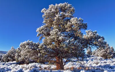 Snow Covered Tree Clear Winter Nature Wallpaper 4K 2560x1600 Hd, Pc, Desktop, Wallpaper, Showcasing, A, Snow-covered, Tree, Clear, Winter, Landscape, Under, Red, Pink, Ultrawide, QHD